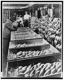 Distribución del banano en los Estados Unidos.
 Foto Biblioteca del Congreso, Washington, D.C
www.banrepcultural.org 
 