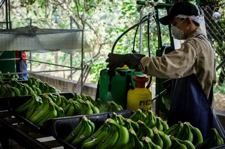 Distribución del banano en los Estados Unidos.
 Foto Biblioteca del Congreso, Washington, D.C
www.banrepcultural.org 
 